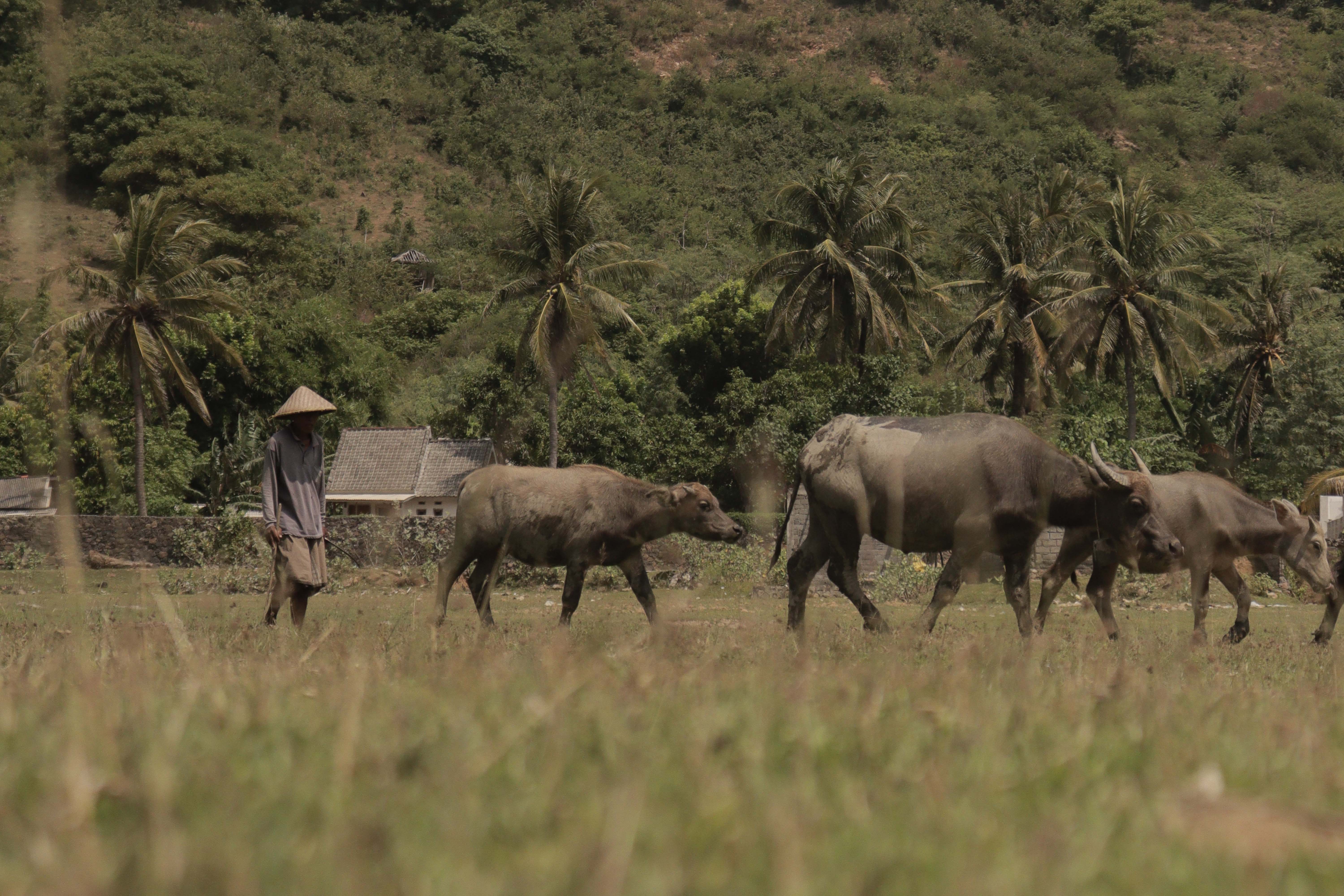 Lombok farmland
